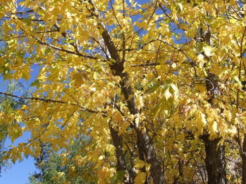 Yellow fall leaves photo by Val Daigen Yellow fall leaves photo by Val Daigen